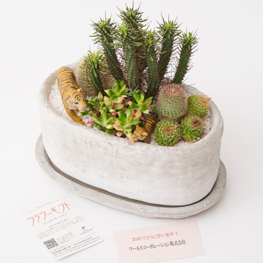 観葉植物 多肉植物・サボテン（品種おまかせ）寄せ植え アニマルグレー