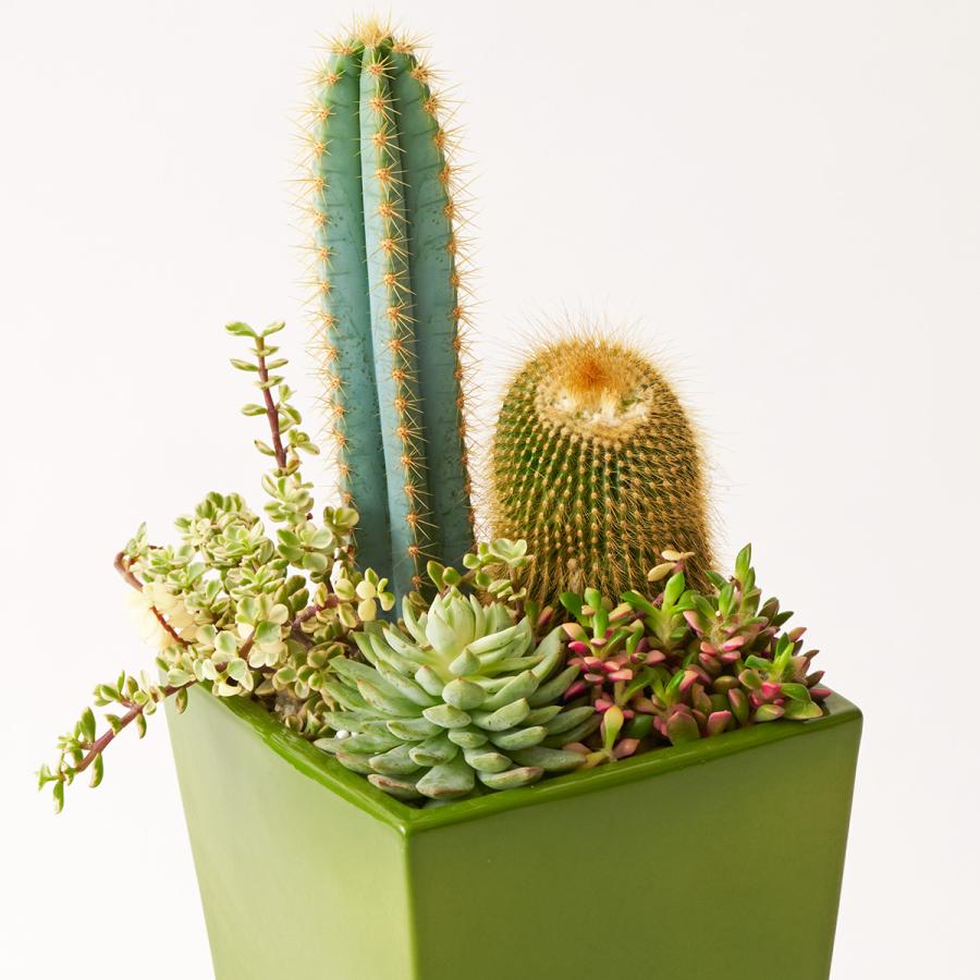 観葉植物 多肉植物・サボテン（品種おまかせ）寄せ植え アニマルグレー