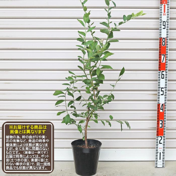 ウッダード】 3年生苗 6号ポット ラビットアイ系・ブルーベリー