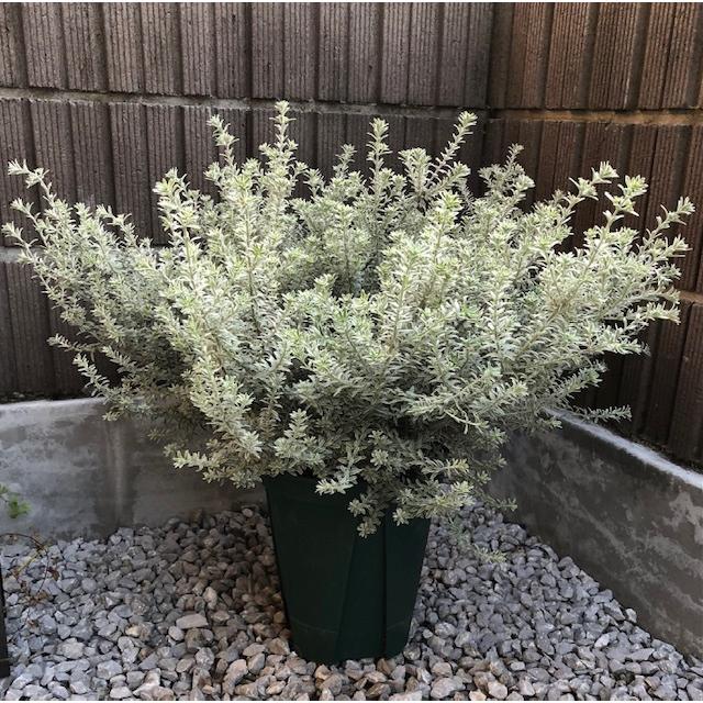 ウエストリンギア 斑入り ウエストリンギアスモーキーホワイト 8号 鉢