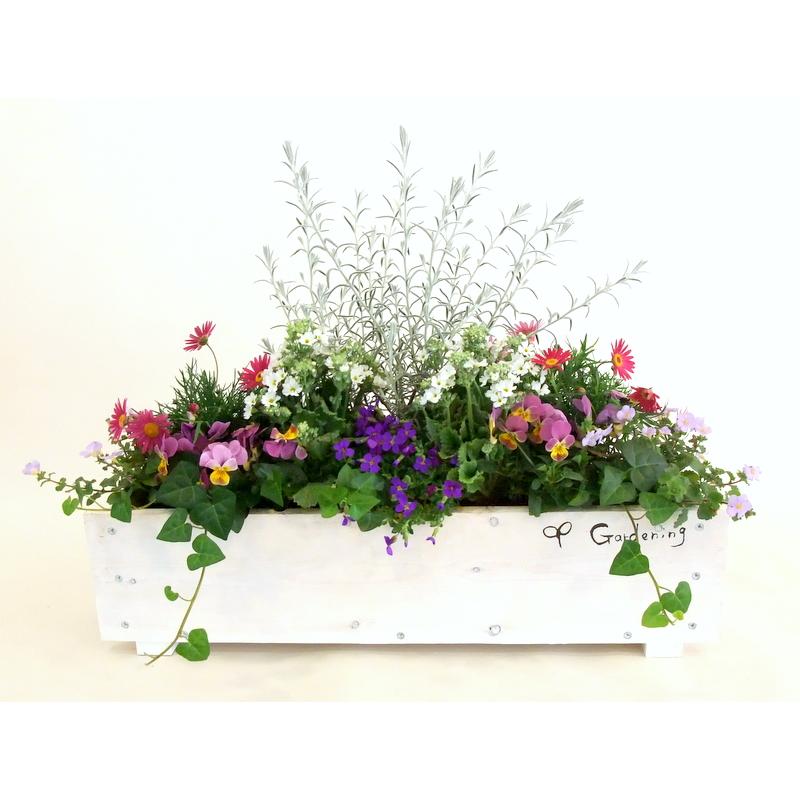 寄せ植え 春の寄せ植え 春の寄植え 春の花 プレゼント 花ギフト 開店