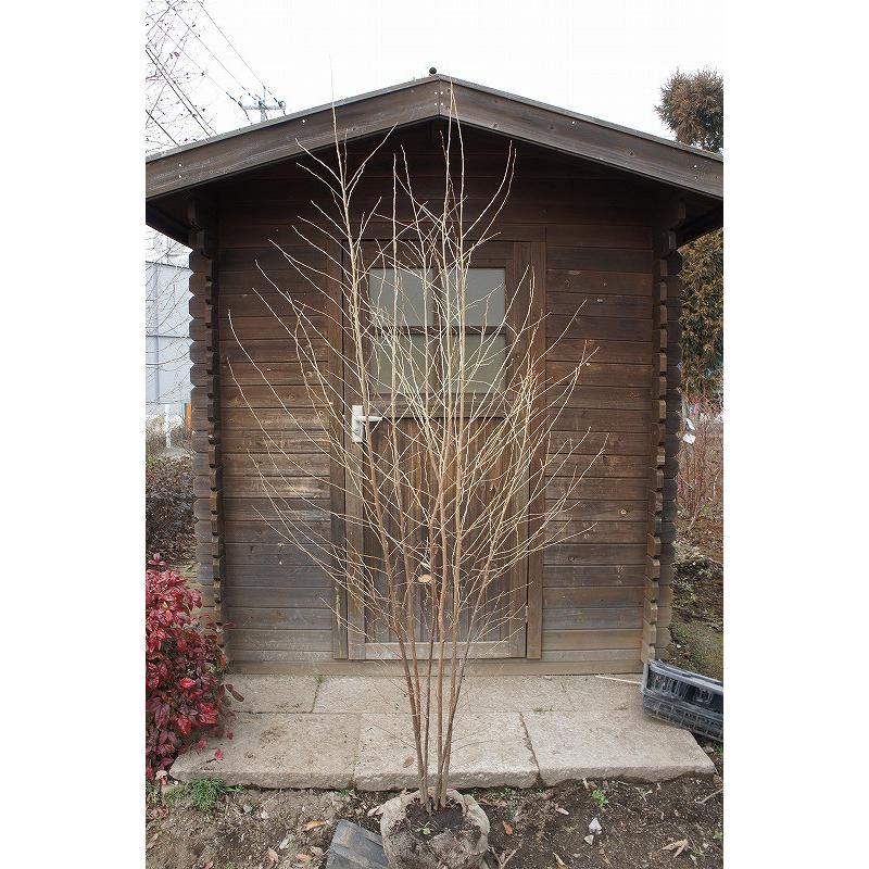 エゴノキ 株立 樹高2.0m前後 露地苗 シンボルツリー 落葉樹 : ガーデン