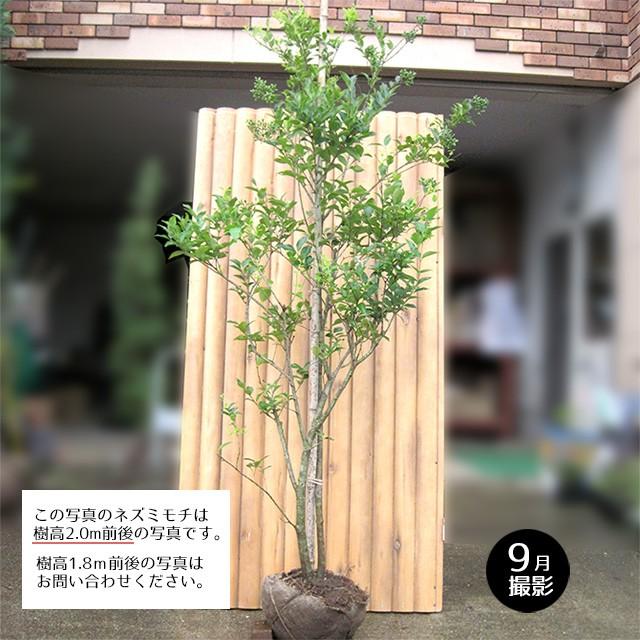 ネズミモチ 樹高1.8m前後 露地苗 シンボルツリー 常緑樹 : ガーデン