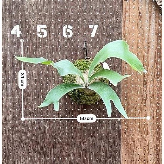 ビカクシダ P.'Hawaii Sweetheart' (hybrid from P.Pegasus x P.Sailor