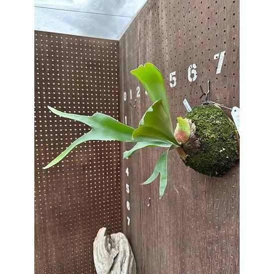 ビカクシダ P.'Ice age'(P.ssfoong x P.Pewchan 'Snow Queen F304')1