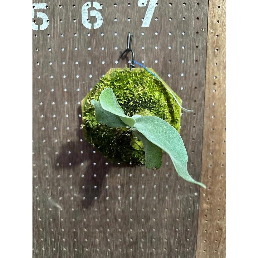 ビカクシダ P.'Platinum'(Pewchan'Snow Queen F303')3 現品販売 産地