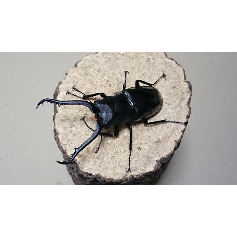 ギラファノコギリクワガタ・亜種マキタ ♂85mm ♀48mmペア（ブリード