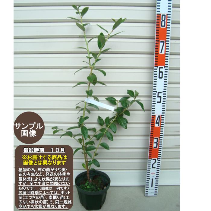 スパルタン】 接木苗 ノーザンハイブッシュ系・ブルーベリー [果樹苗木