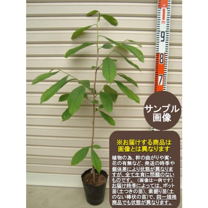 NC−1】 接木苗 ポポー [果樹苗木] : ガーデン ストーリー - 通販