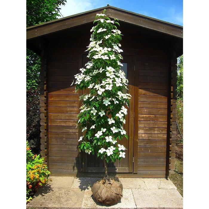 常緑ヤマボウシ/ホンコンエンシス月光 単木 樹高1.8m前後 露地苗