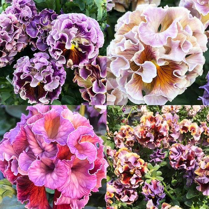パンジー 苗 ローヴ・ドゥ・アントワネット MIX 4苗セット 八重咲き