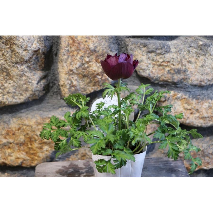 一重咲き アネモネ チョコレート 3〜3.5号ポット苗 寄せ植え 花壇