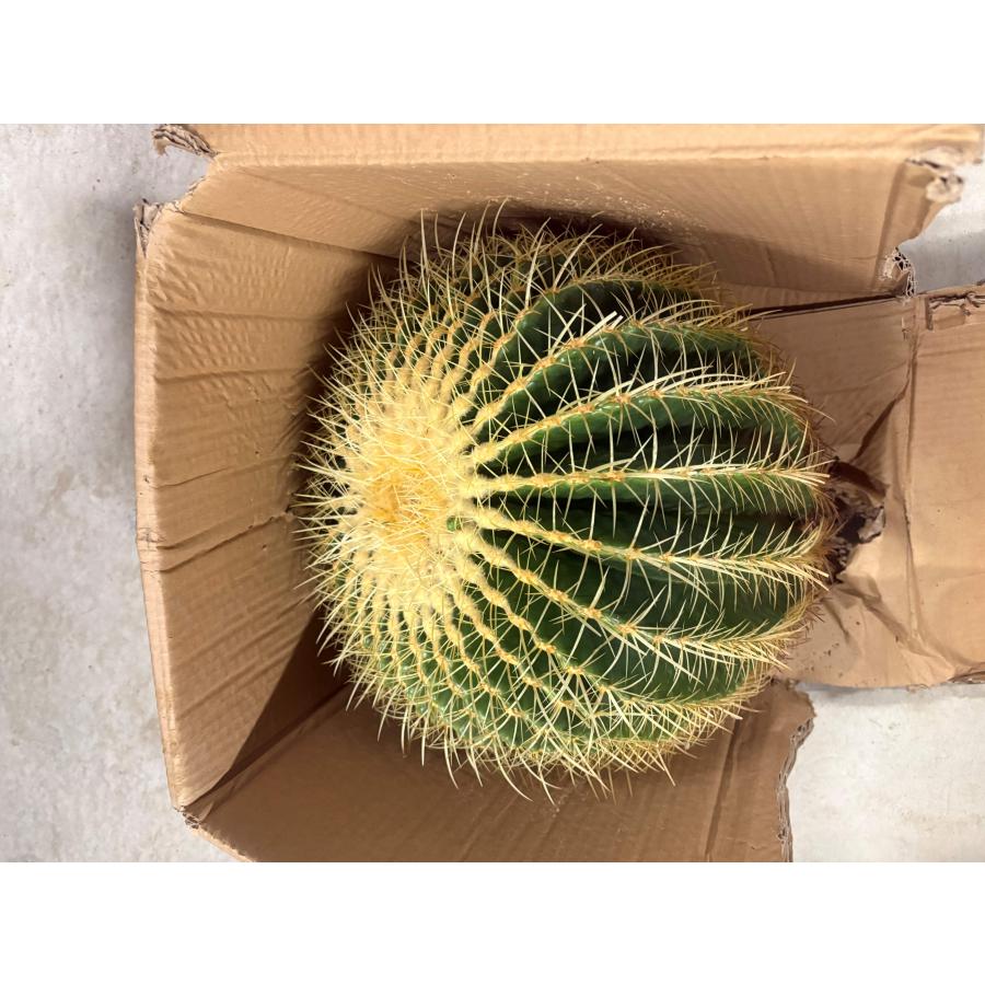 超特大 金鯱 45センチ サボテン 輸入株 ベアルート株 王様 激レア