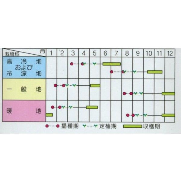 サカタのタネ（サカタノタネ） ブロッコリー おはよう 2000粒 （株