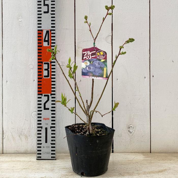 ブルーベリー 苗木 チャンドラー 13.5cmポット苗 3年生苗 ノーザンハイ