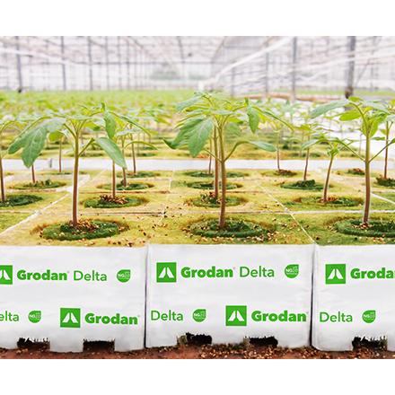 Grodan DM6.5(216個入) : Flora Farm - 通販 - Yahoo!ショッピング