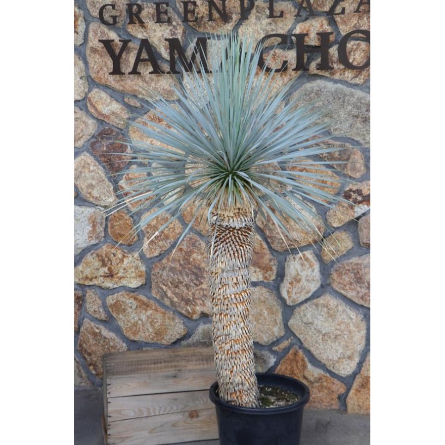 専用出品 ユッカロストラータ (の) 【公式通販】