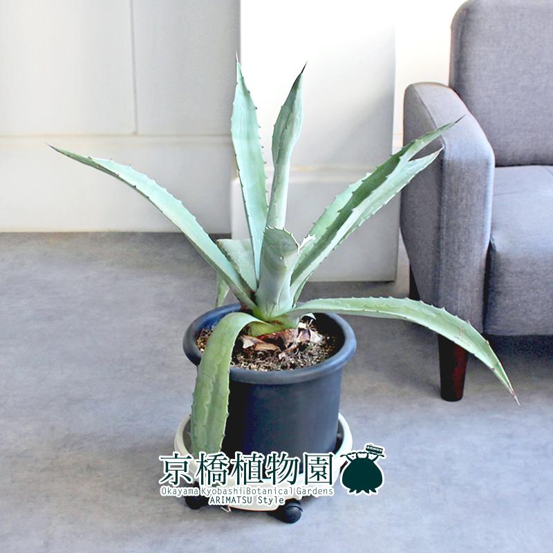 現品】アガベ・アメリカーナ・エクスパンサ 8号 黒鉢（6） : 花の