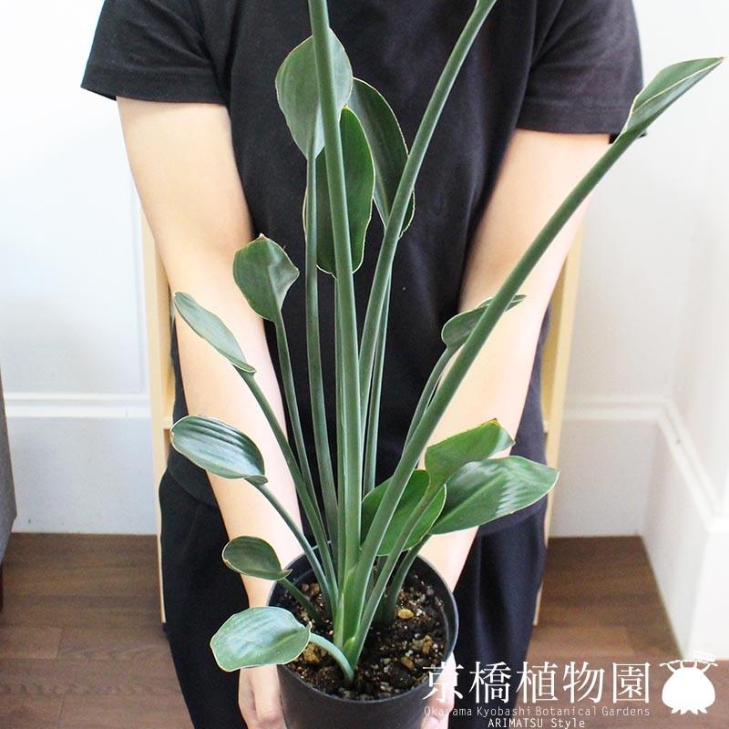 ストレチア・ノンリーフ/ストレリチア・ノンリーフ/ユンケア 3.5号