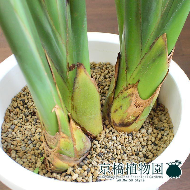 ストレチア/ストレリチア・レギネ 10号【バスケット鉢カバー付き