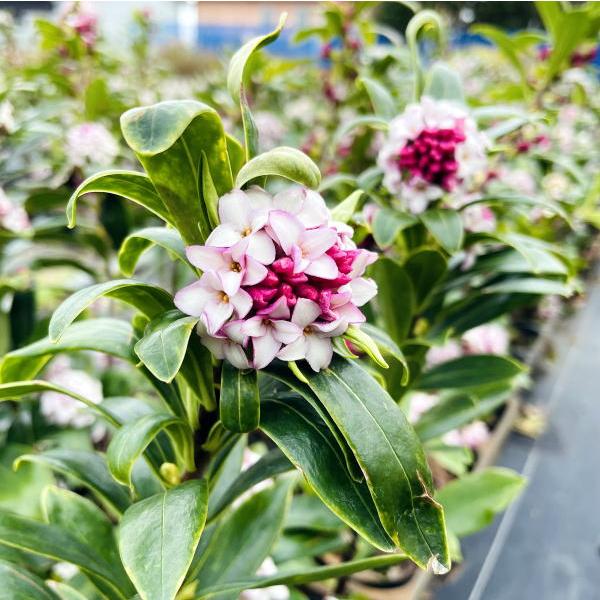 でかい 赤or白花 沈丁花 ジンチョウゲ 80cm前後(根鉢含まず) 苗 苗木