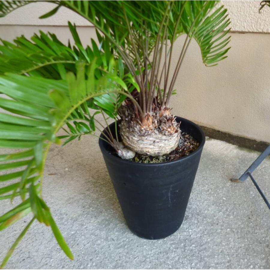 ザミア フロリダーナ 6号鉢 お買い得 誕生日 風水 観葉植物 ギフト