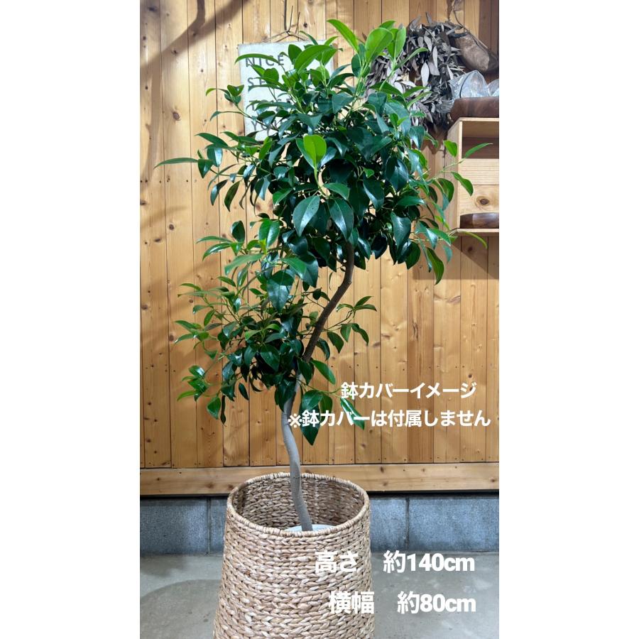 フィカス ジャンボリーフ 8号鉢 観葉植物 鉢植え インテリア インドア