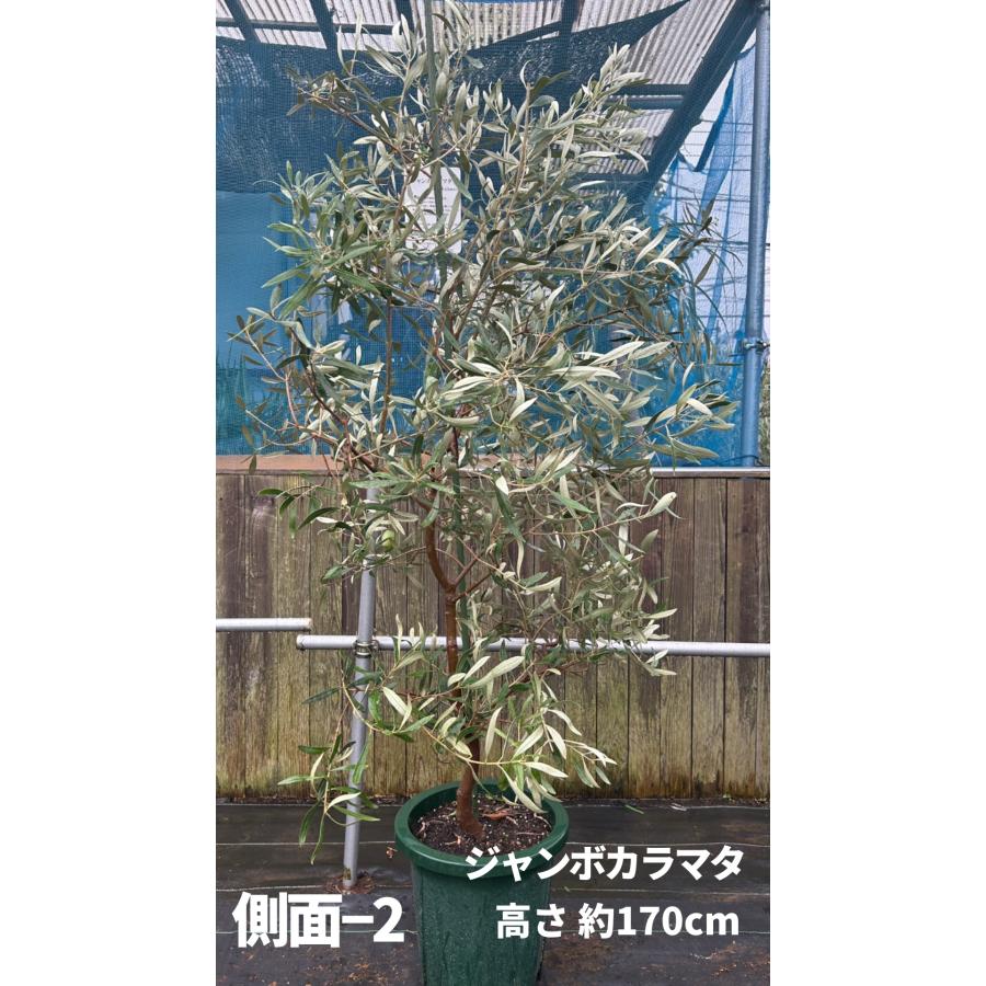 小倉園 オリーブ・ジャンボカラマタ 10号鉢 オリーブの木 鉢植え 庭木