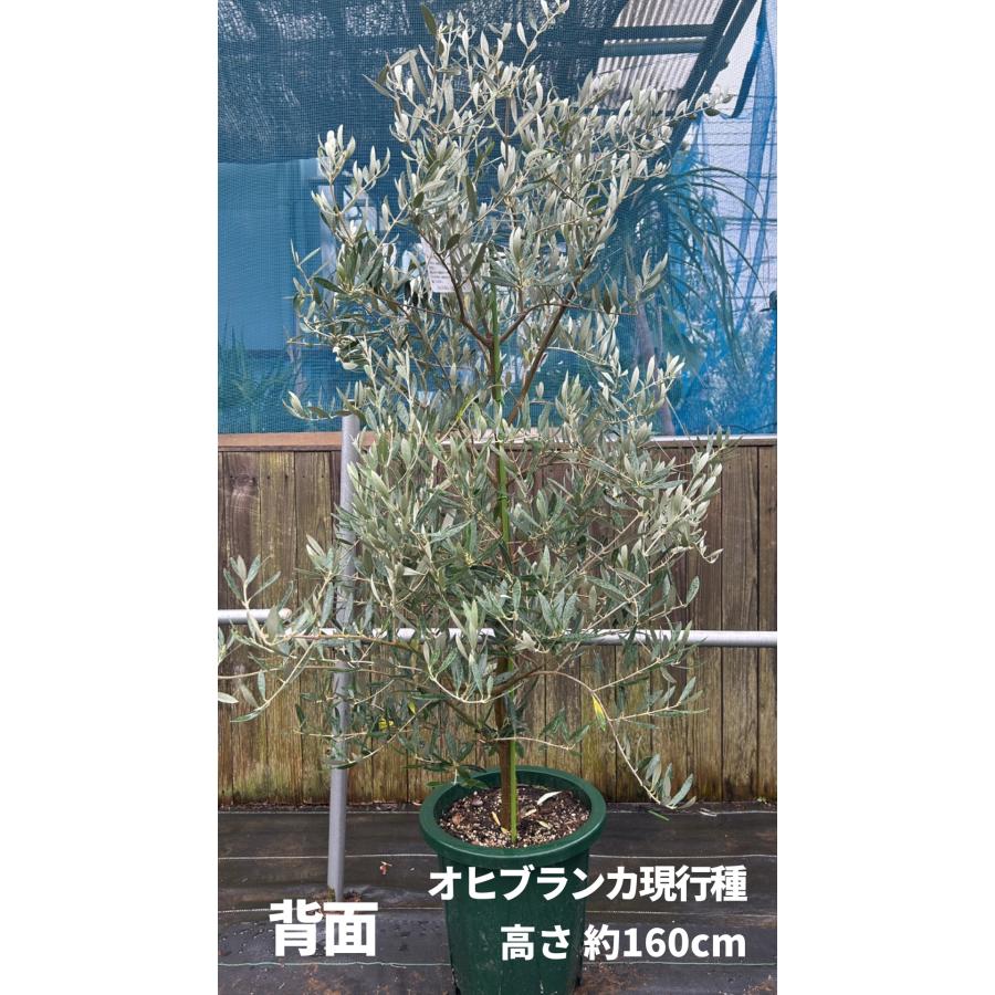 小倉園 オリーブ・オヒブランカ(現行種) 10号鉢 オリーブの木 鉢植え