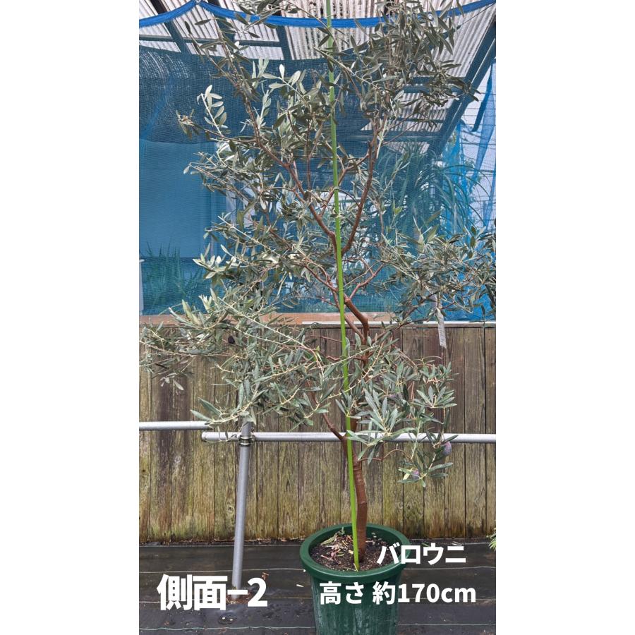 小倉園 オリーブ・バロウニ 10号鉢 オリーブの木 鉢植え 庭木 希少