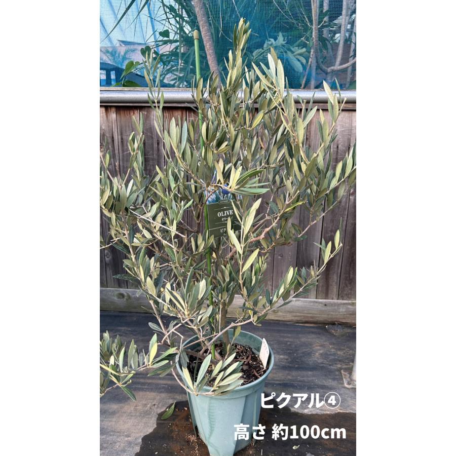 小倉園 オリーブ・ピクアル 8号鉢 オリーブの木 鉢植え 庭木 希少 現品