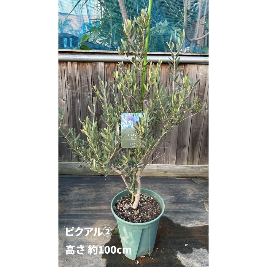 小倉園 オリーブ・ピクアル 8号鉢 オリーブの木 鉢植え 庭木 希少 現品