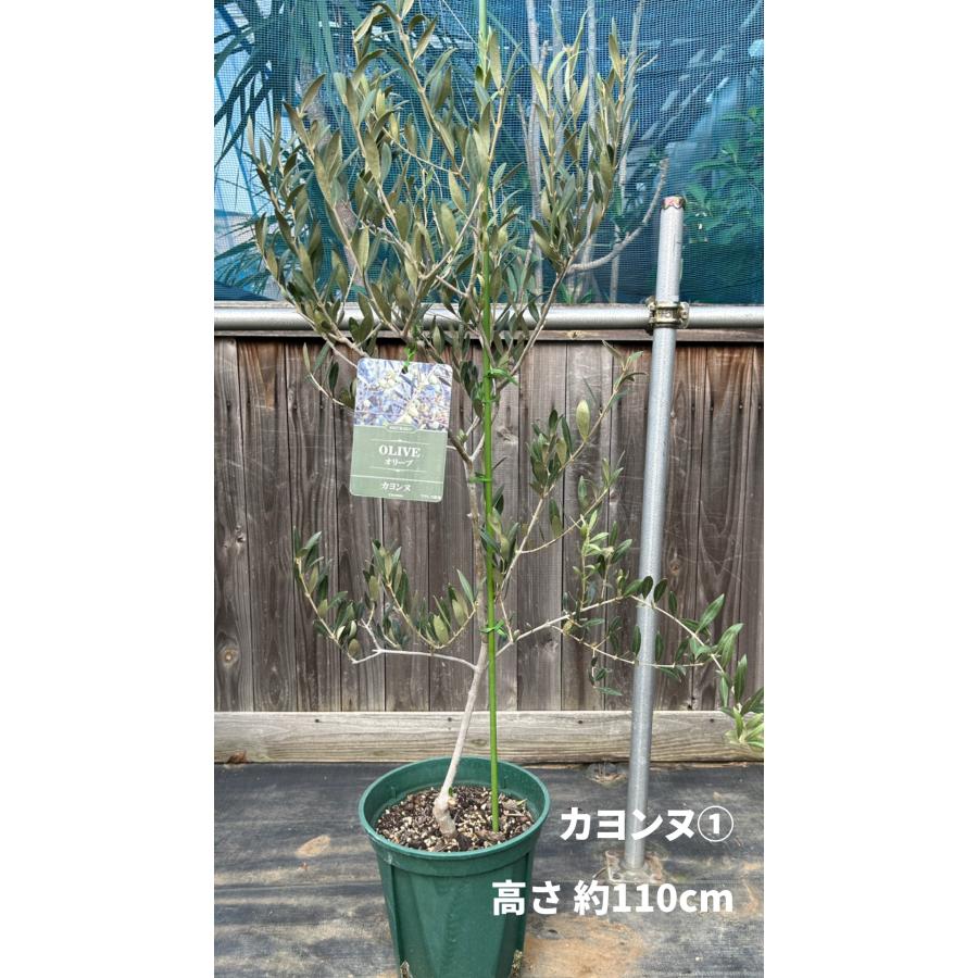 小倉園 オリーブ・カヨンヌ 8号鉢 オリーブの木 鉢植え 庭木 希少 現品