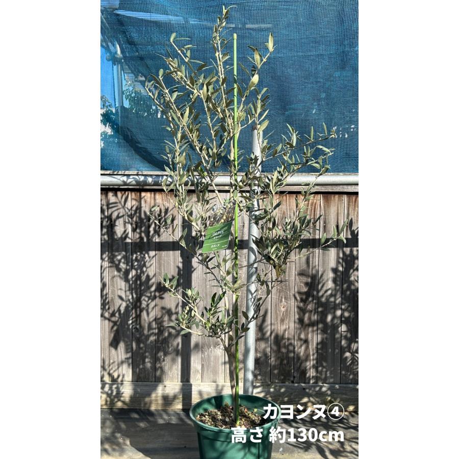 小倉園 オリーブ・カヨンヌ 8号鉢 オリーブの木 鉢植え 庭木 希少 現品