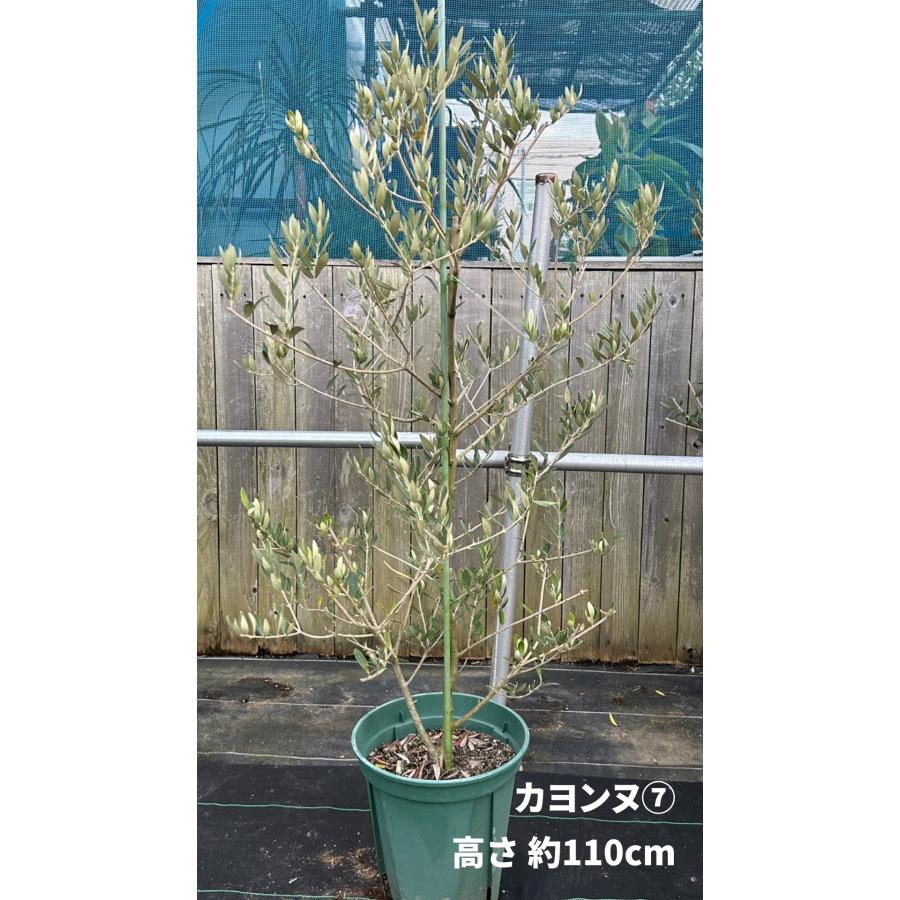 小倉園 オリーブ・カヨンヌ 8号鉢 オリーブの木 鉢植え 庭木 希少 現品
