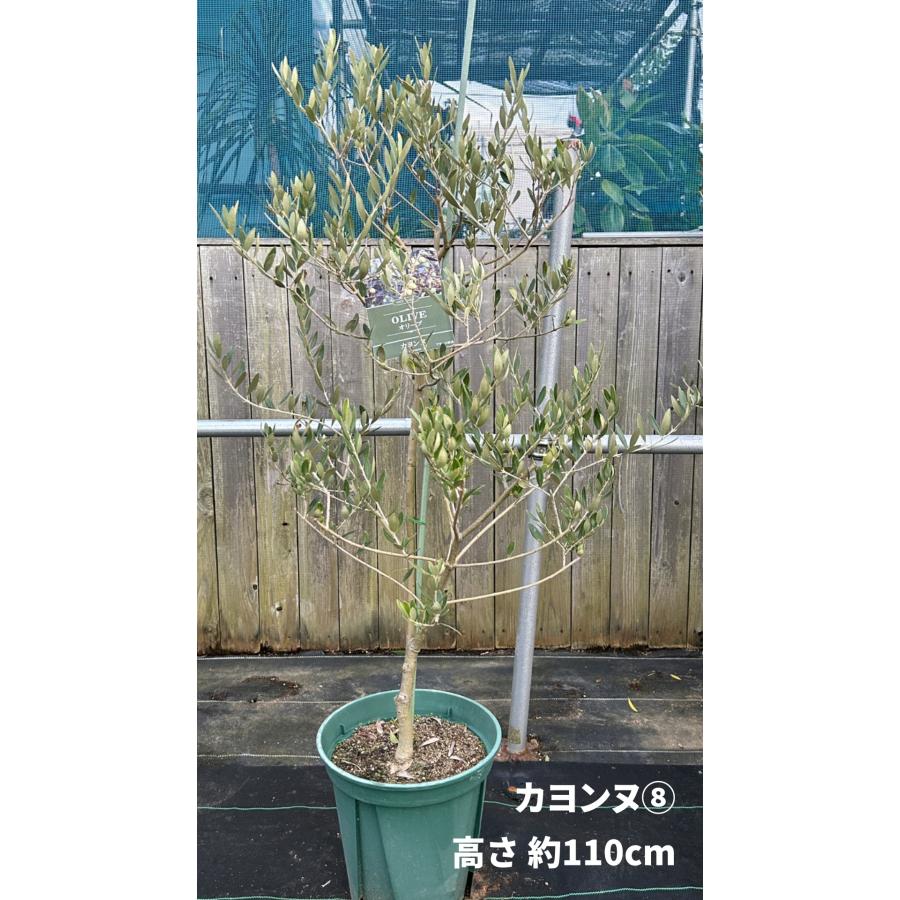 小倉園 オリーブ・カヨンヌ 8号鉢 オリーブの木 鉢植え 庭木 希少 現品