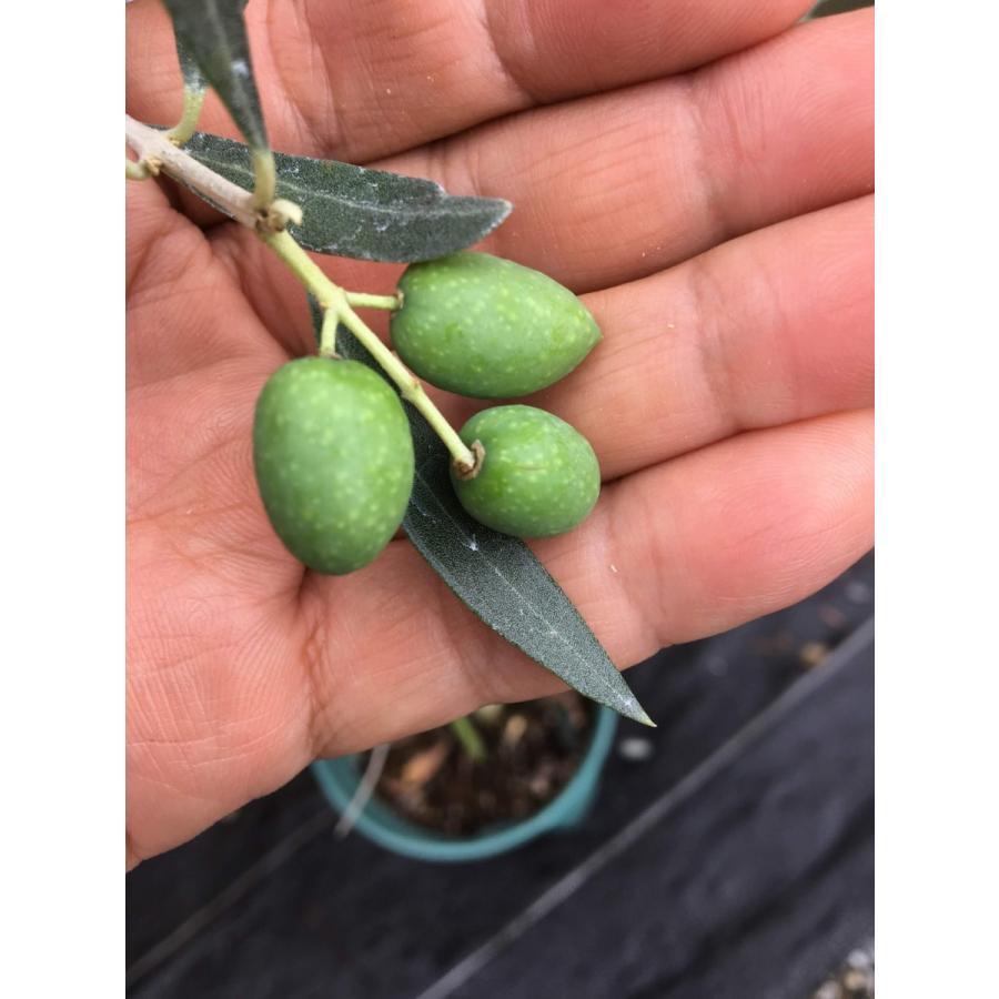 小倉園 オリーブ・オヒブランカ(現行種) 8号鉢 オリーブの木 鉢植え