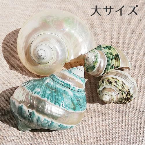 巻貝 貝殻 青緑 白 ブルーグリーン系 ホワイト系 大サイズ 海 マリン