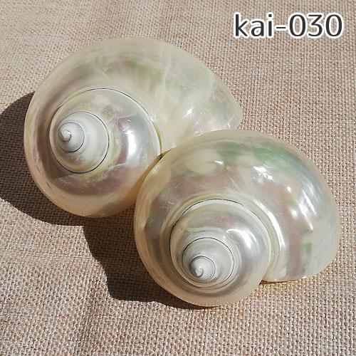 巻貝 貝殻 青緑 白 ブルーグリーン系 ホワイト系 大サイズ 海 マリン