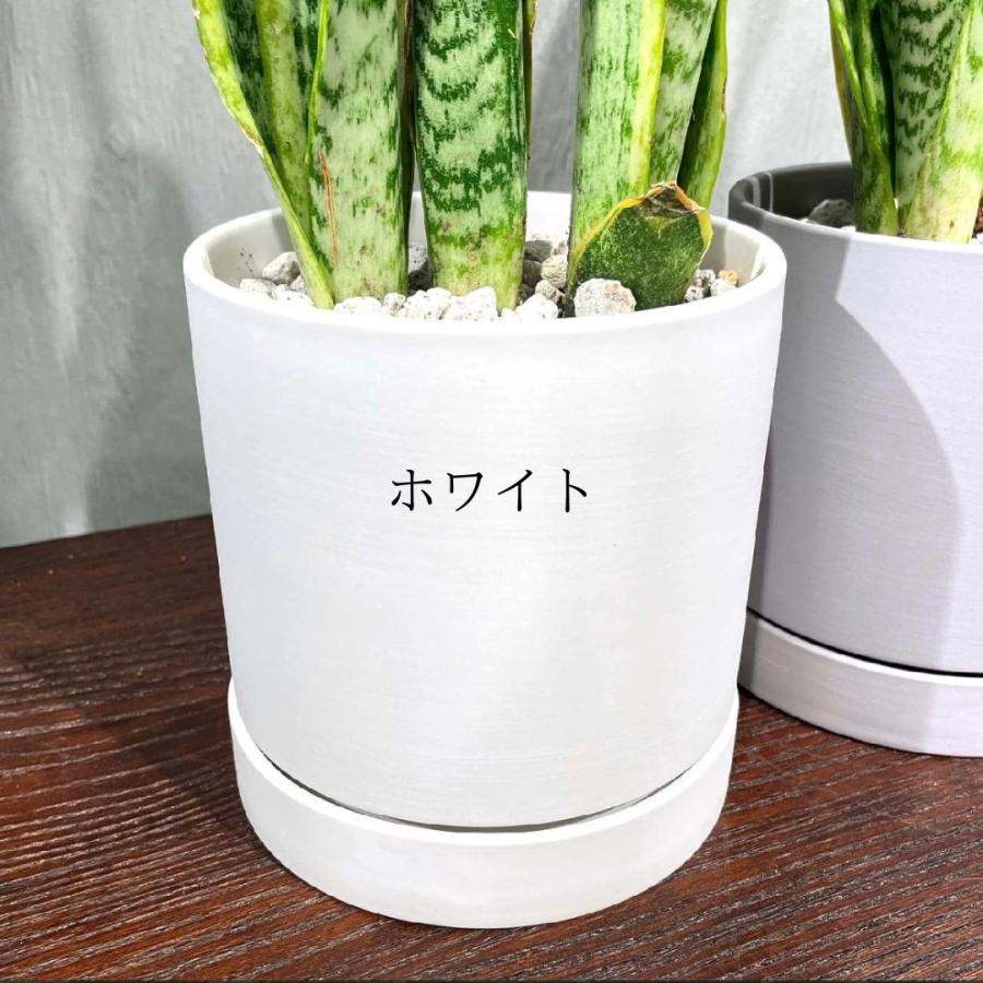 サンスベリア ローレンティ 選べる鉢付 観葉植物 : GREENsHOUSE - 通販