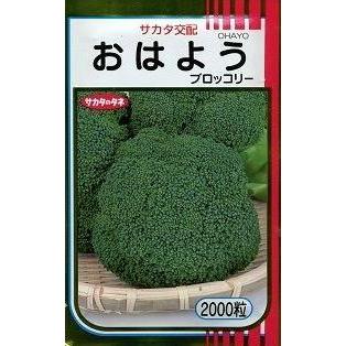 サカタのタネ（サカタノタネ） ブロッコリー おはよう 2000粒 （株