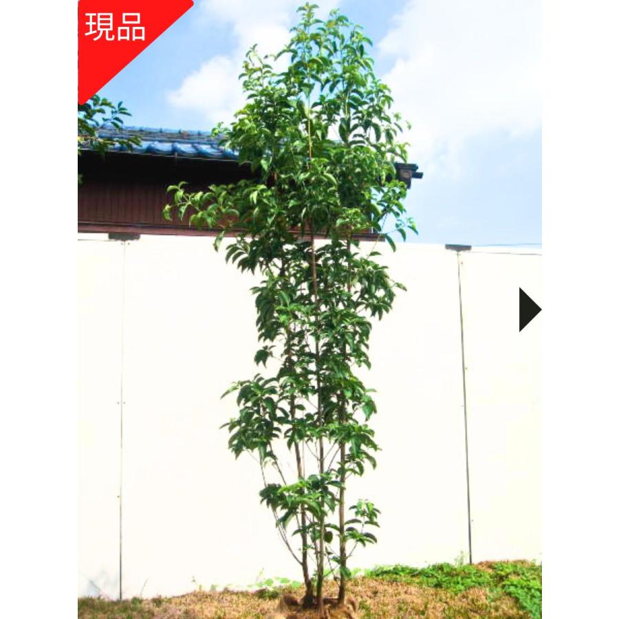現品発送 常緑ヤマボウシ ホンコンエンシス 月光 樹高2.5m-2.6m(根鉢