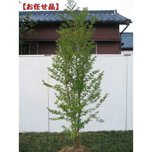 ヒメシャラ (姫夏椿)株立 樹高2.0m前後(根鉢含まず) シンボルツリー