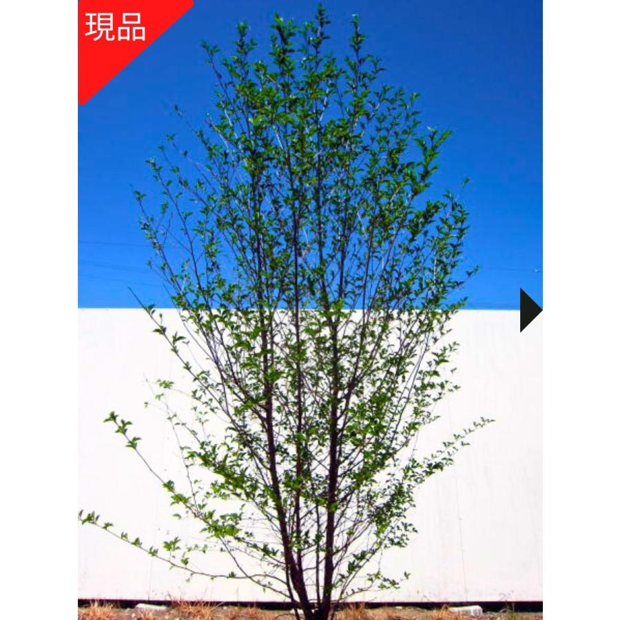 現品発送 エゴノキ 株立ち 樹高2.3-2.4m(根鉢含まず）白花 シンボル