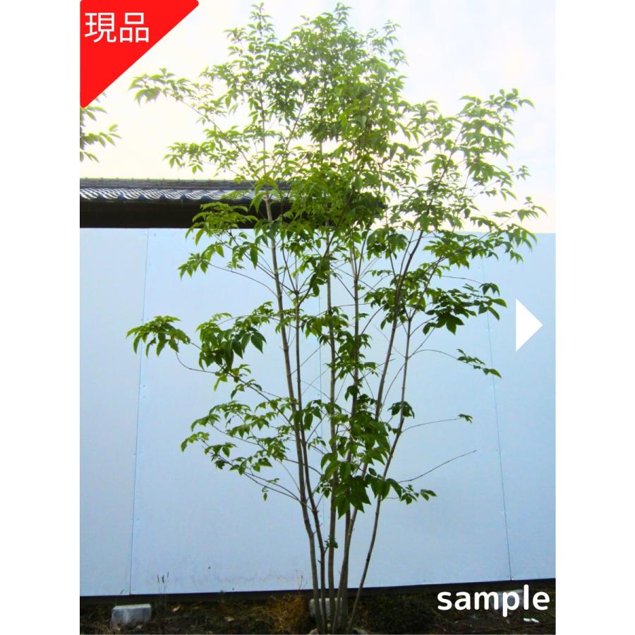 現品発送 アオダモ 株立ち 樹高1.8-2.1m(根鉢含まず）苗 苗木 シンボル