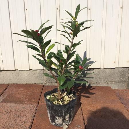 沈丁花(ジンチョウゲ) 赤 30cm前後(鉢底から) 常緑低木 常緑樹 花木