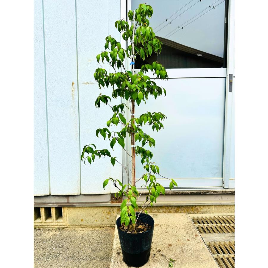 常緑ヤマボウシリトルルビー 赤花 樹高1.5m前後(鉢底から) 7号ポット