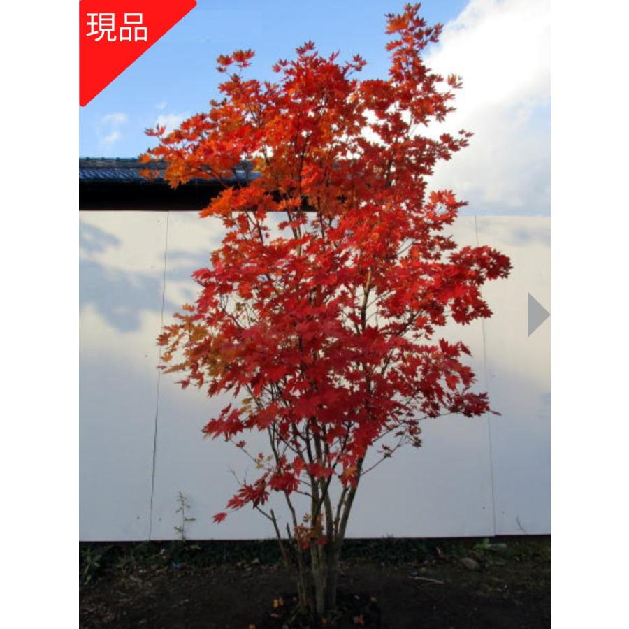コハウチワカエデ 株立ち 現品発送 樹高1.8-2.0m(根鉢含まず) シンボル
