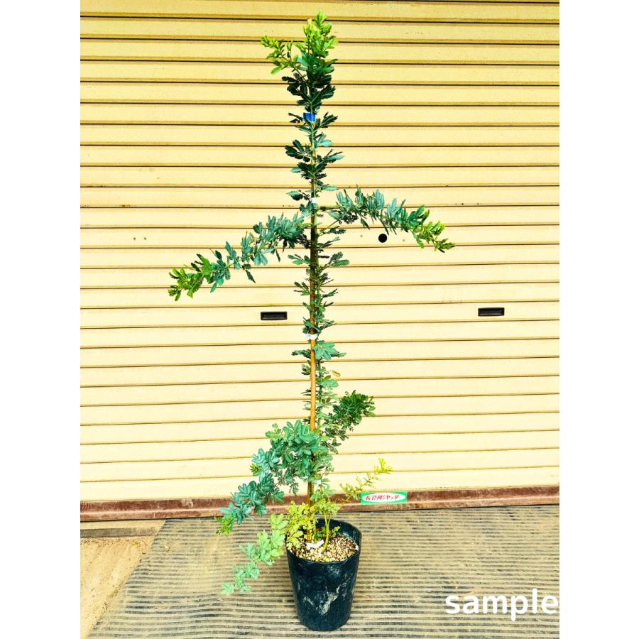 ミモザアカシア 6号 1.2m前後(鉢底から) ギンヨウアカシア 銀葉