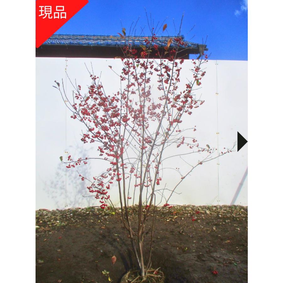 現品発送 アロニア（クックベリー） 株立 樹高1.4-1.9m(根鉢含まず